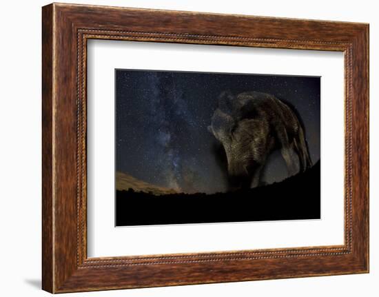 Wild Boar (Sus Scrofa) at Night with the Milky Way in the Background, Gyulaj, Tolna, Hungary-Bence Mate-Framed Photographic Print