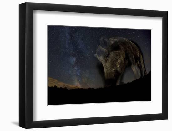 Wild Boar (Sus Scrofa) at Night with the Milky Way in the Background, Gyulaj, Tolna, Hungary-Bence Mate-Framed Photographic Print