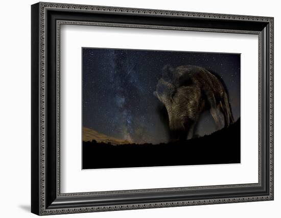 Wild Boar (Sus Scrofa) at Night with the Milky Way in the Background, Gyulaj, Tolna, Hungary-Bence Mate-Framed Photographic Print