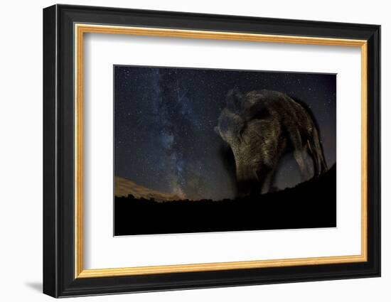 Wild Boar (Sus Scrofa) at Night with the Milky Way in the Background, Gyulaj, Tolna, Hungary-Bence Mate-Framed Photographic Print