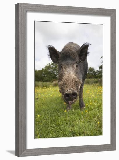 Wild Boar (Sus Scrofa), Captive, United Kingdom, Europe-Ann and Steve Toon-Framed Photographic Print