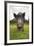 Wild Boar (Sus Scrofa), Captive, United Kingdom, Europe-Ann and Steve Toon-Framed Photographic Print