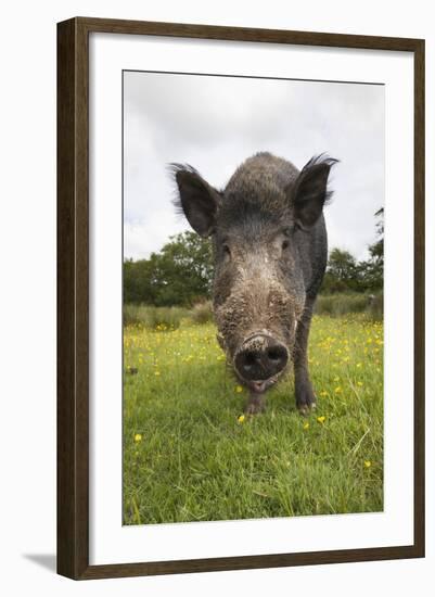 Wild Boar (Sus Scrofa), Captive, United Kingdom, Europe-Ann and Steve Toon-Framed Photographic Print