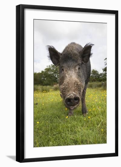 Wild Boar (Sus Scrofa), Captive, United Kingdom, Europe-Ann and Steve Toon-Framed Photographic Print