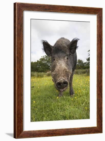 Wild Boar (Sus Scrofa), Captive, United Kingdom, Europe-Ann and Steve Toon-Framed Photographic Print