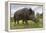 Wild Boar (Sus Scrofa), Captive, United Kingdom, Europe-Ann and Steve Toon-Framed Premier Image Canvas
