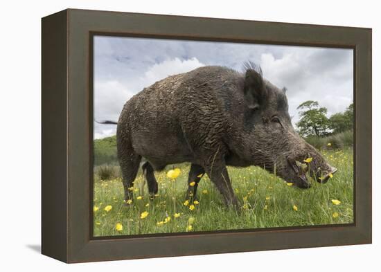 Wild Boar (Sus Scrofa), Captive, United Kingdom, Europe-Ann and Steve Toon-Framed Premier Image Canvas