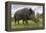 Wild Boar (Sus Scrofa), Captive, United Kingdom, Europe-Ann and Steve Toon-Framed Premier Image Canvas