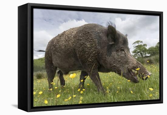 Wild Boar (Sus Scrofa), Captive, United Kingdom, Europe-Ann and Steve Toon-Framed Premier Image Canvas