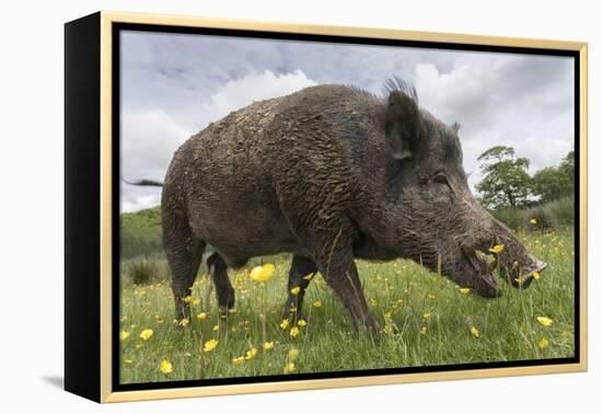 Wild Boar (Sus Scrofa), Captive, United Kingdom, Europe-Ann and Steve Toon-Framed Premier Image Canvas