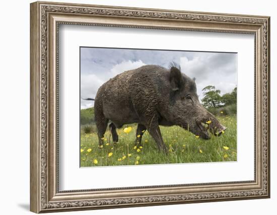 Wild Boar (Sus Scrofa), Captive, United Kingdom, Europe-Ann and Steve Toon-Framed Photographic Print