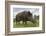 Wild Boar (Sus Scrofa), Captive, United Kingdom, Europe-Ann and Steve Toon-Framed Photographic Print