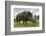 Wild Boar (Sus Scrofa), Captive, United Kingdom, Europe-Ann and Steve Toon-Framed Photographic Print