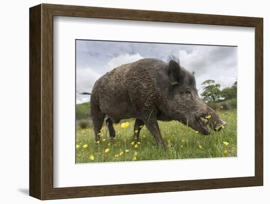 Wild Boar (Sus Scrofa), Captive, United Kingdom, Europe-Ann and Steve Toon-Framed Photographic Print