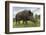 Wild Boar (Sus Scrofa), Captive, United Kingdom, Europe-Ann and Steve Toon-Framed Photographic Print