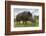 Wild Boar (Sus Scrofa), Captive, United Kingdom, Europe-Ann and Steve Toon-Framed Photographic Print