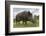 Wild Boar (Sus Scrofa), Captive, United Kingdom, Europe-Ann and Steve Toon-Framed Photographic Print