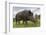 Wild Boar (Sus Scrofa), Captive, United Kingdom, Europe-Ann and Steve Toon-Framed Photographic Print