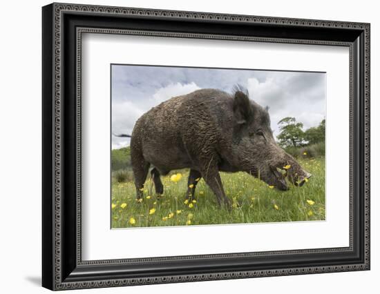 Wild Boar (Sus Scrofa), Captive, United Kingdom, Europe-Ann and Steve Toon-Framed Photographic Print