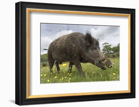 Wild Boar (Sus Scrofa), Captive, United Kingdom, Europe-Ann and Steve Toon-Framed Photographic Print