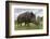 Wild Boar (Sus Scrofa), Captive, United Kingdom, Europe-Ann and Steve Toon-Framed Photographic Print