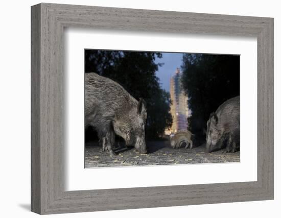 Wild Boar (Sus Scrofa) Sow-Florian Mallers-Framed Photographic Print