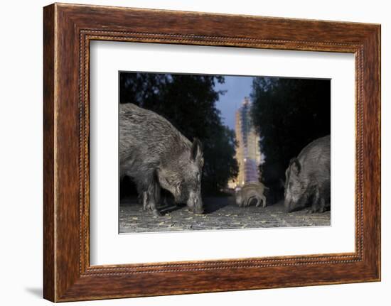 Wild Boar (Sus Scrofa) Sow-Florian Mallers-Framed Photographic Print