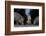 Wild Boar (Sus Scrofa) Sow-Florian Mallers-Framed Photographic Print