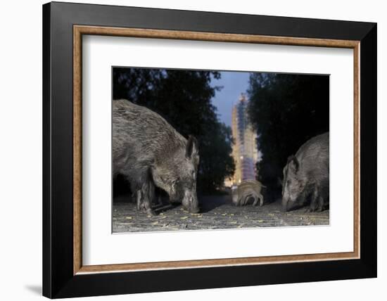 Wild Boar (Sus Scrofa) Sow-Florian Mallers-Framed Photographic Print