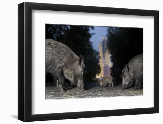 Wild Boar (Sus Scrofa) Sow-Florian Mallers-Framed Photographic Print