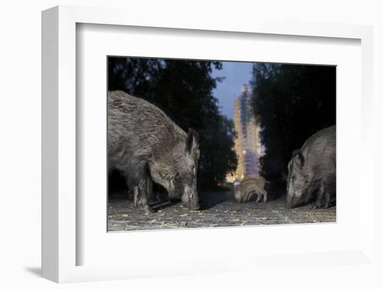 Wild Boar (Sus Scrofa) Sow-Florian Mallers-Framed Photographic Print