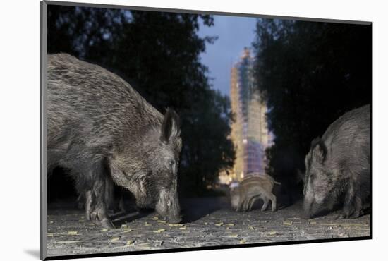 Wild Boar (Sus Scrofa) Sow-Florian Mallers-Mounted Photographic Print