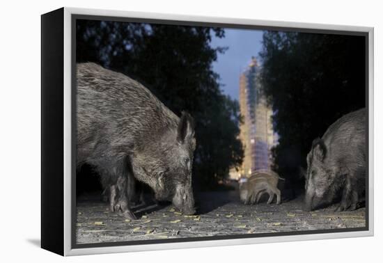 Wild Boar (Sus Scrofa) Sow-Florian Mallers-Framed Premier Image Canvas