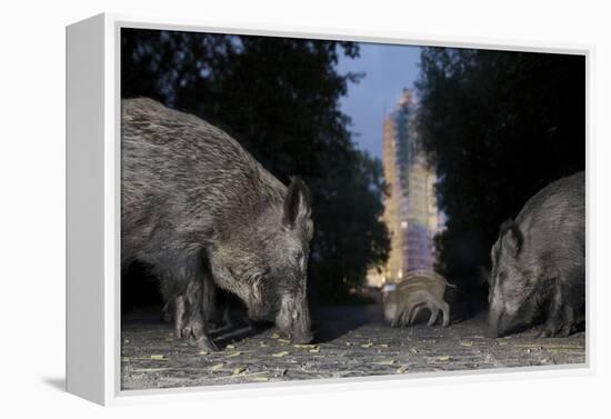 Wild Boar (Sus Scrofa) Sow-Florian Mallers-Framed Premier Image Canvas