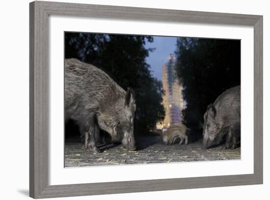 Wild Boar (Sus Scrofa) Sow-Florian Mallers-Framed Photographic Print