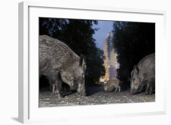 Wild Boar (Sus Scrofa) Sow-Florian Mallers-Framed Photographic Print