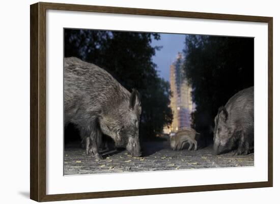 Wild Boar (Sus Scrofa) Sow-Florian Mallers-Framed Photographic Print