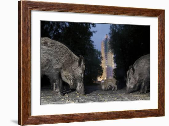 Wild Boar (Sus Scrofa) Sow-Florian Mallers-Framed Photographic Print