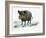 Wild Boar (Sus Scrofa), Suidae, Drawing-null-Framed Giclee Print