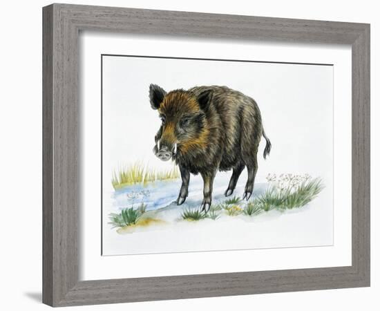 Wild Boar (Sus Scrofa), Suidae, Drawing-null-Framed Giclee Print