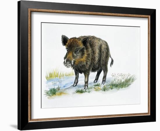 Wild Boar (Sus Scrofa), Suidae, Drawing-null-Framed Giclee Print