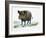 Wild Boar (Sus Scrofa), Suidae, Drawing-null-Framed Giclee Print