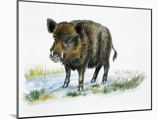 Wild Boar (Sus Scrofa), Suidae, Drawing-null-Mounted Giclee Print