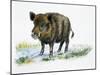 Wild Boar (Sus Scrofa), Suidae, Drawing-null-Mounted Giclee Print