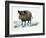 Wild Boar (Sus Scrofa), Suidae, Drawing-null-Framed Giclee Print