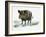 Wild Boar (Sus Scrofa), Suidae, Drawing-null-Framed Giclee Print