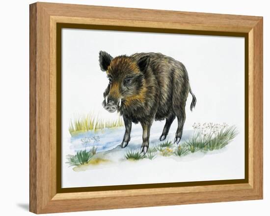 Wild Boar (Sus Scrofa), Suidae, Drawing-null-Framed Premier Image Canvas