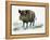 Wild Boar (Sus Scrofa), Suidae, Drawing-null-Framed Premier Image Canvas