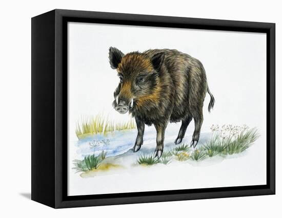 Wild Boar (Sus Scrofa), Suidae, Drawing-null-Framed Premier Image Canvas