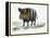 Wild Boar (Sus Scrofa), Suidae, Drawing-null-Framed Premier Image Canvas